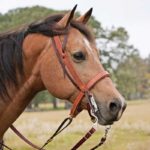 PT Latigo 1-1/4" Noseband