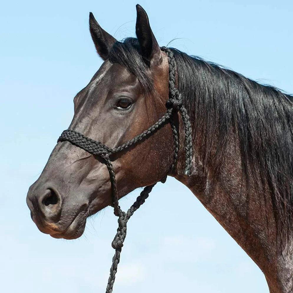 Flat Braid Halter with Lead