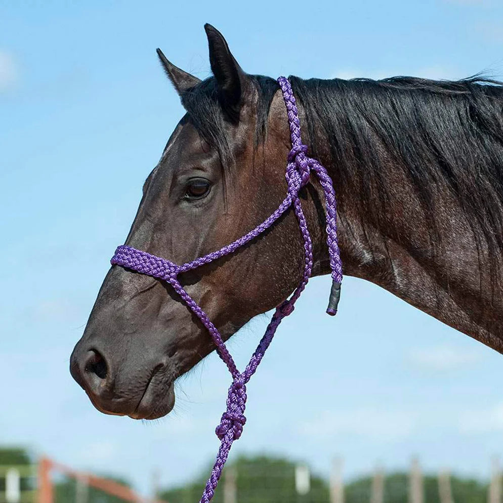 Flat Braid Halter with Lead