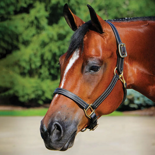 Billy Royal Leather Halter