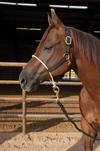 Professionals Choice Rope Nose Nylon Halter