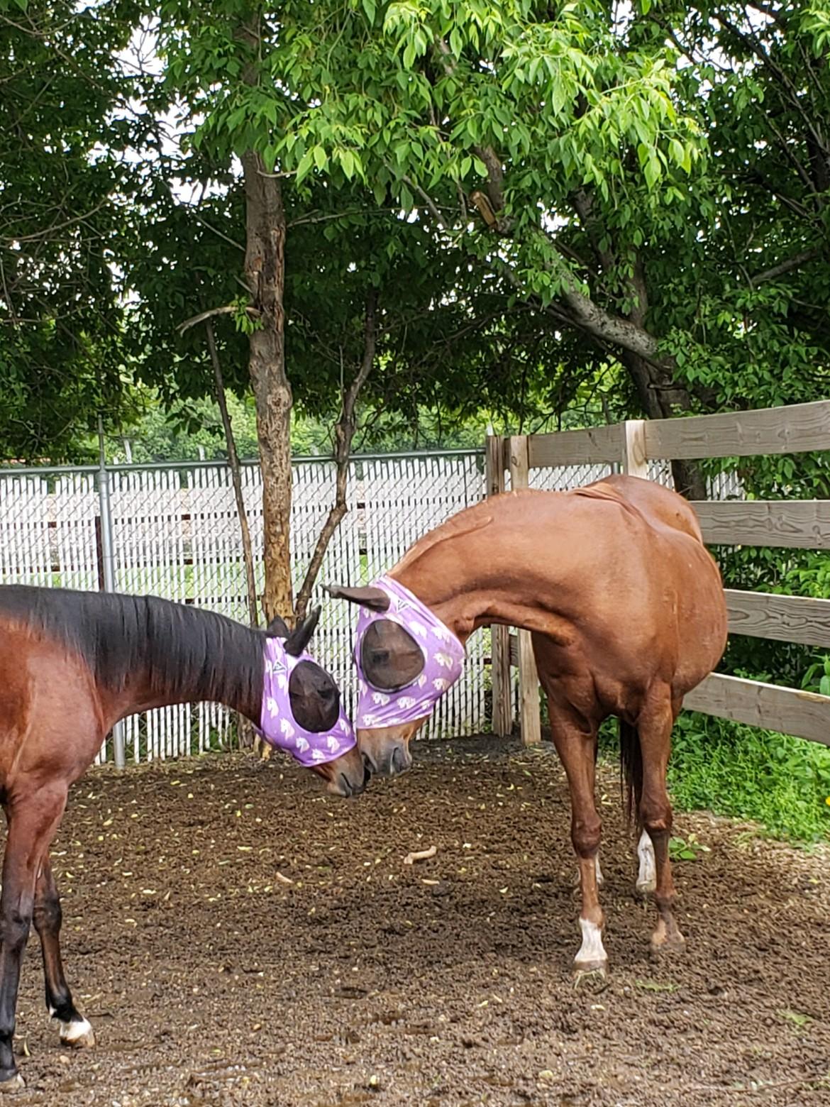 PC Lycra Fly Masks