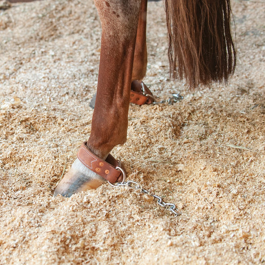 Martin Saddlery Kickchains